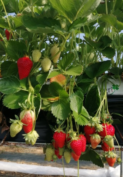 Marché Agritonus le samedi 3 mai à Saint-Angeau