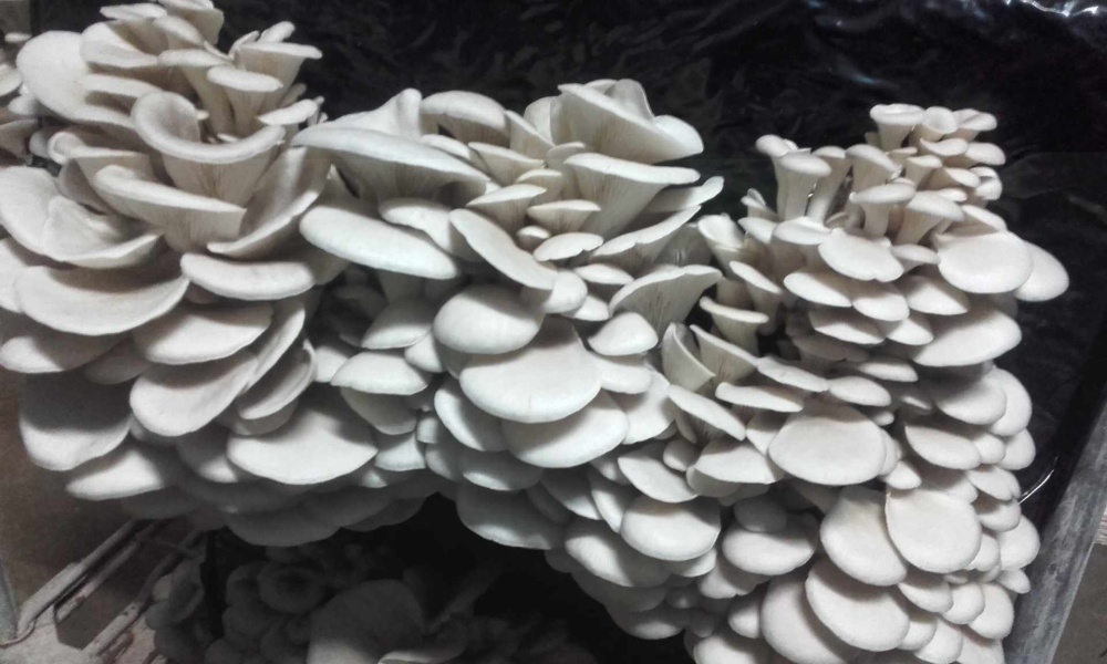 Marché Agritonus le samedi 7 novembre à Charmé