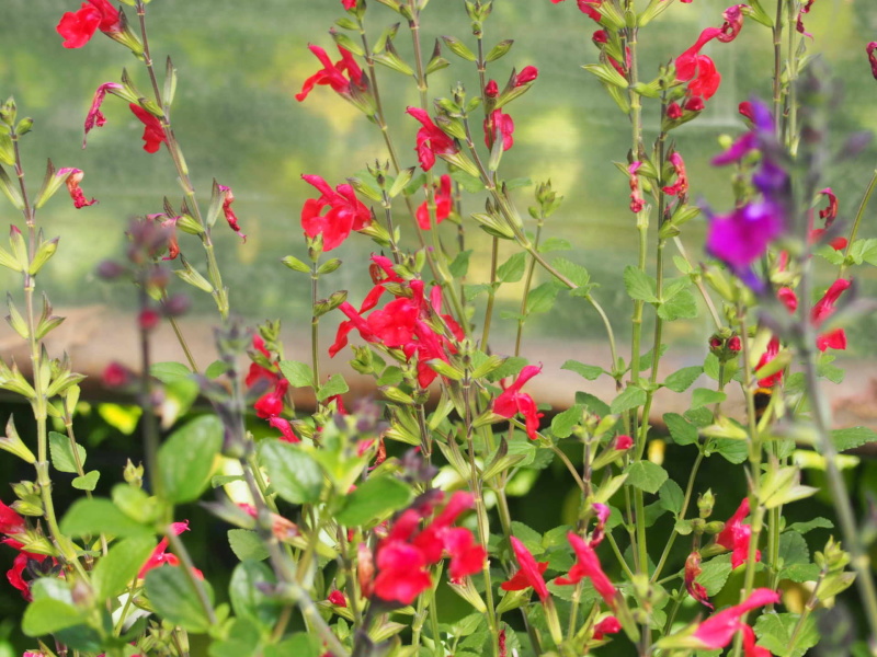 ETS Horticoles Déchant - Horticulture et pépinière