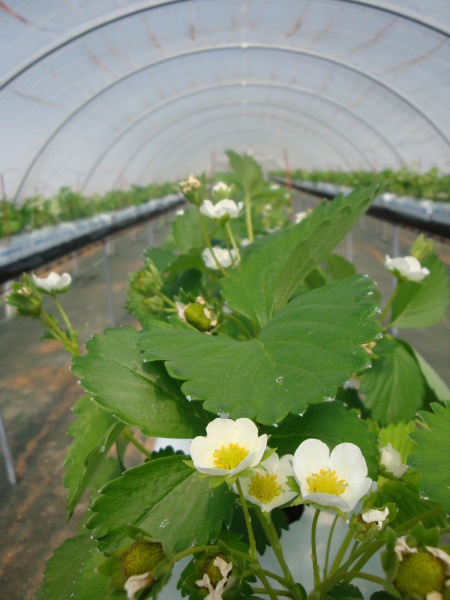 EARL La Berthiere - Fraises, producteur de fruits et légumes, Maraîcher